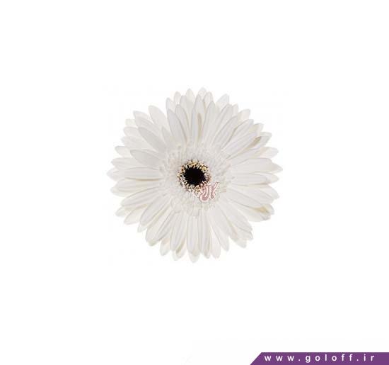 گل ژربرا اَوِماریا - Gerbera | گل آف